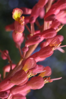 Aesculus pavia, inflorescence - lateral view of flower