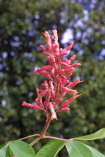 Aesculus pavia, inflorescence - whole - unspecified