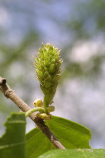 Betula nigra, inflorescence - whole - female