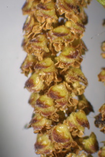 Betula nigra, inflorescence - whole - male