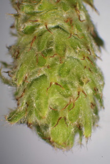 Betula nigra, inflorescence - whole - male