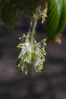 Fagus grandifolia, inflorescence - whole - male
