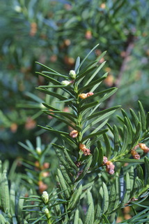 Taxus, cone - male