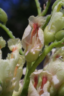 Aesculus flava, inflorescence - frontal view of flower