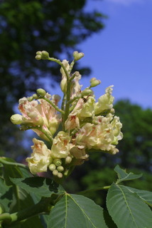 Aesculus flava, inflorescence - whole - unspecified