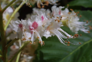 Aesculus hippocastanum, inflorescence - frontal view of flower