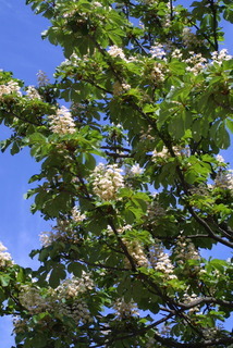 Aesculus hippocastanum, inflorescence - whole - unspecified
