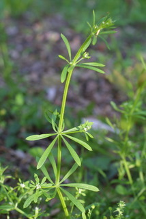 Galium aparine, whole plant - in flower - general view