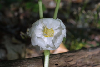 Podophyllum peltatum, inflorescence - frontal view of flower