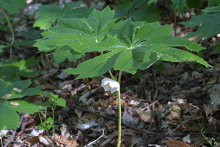 Podophyllum peltatum, whole plant - in flower - general view