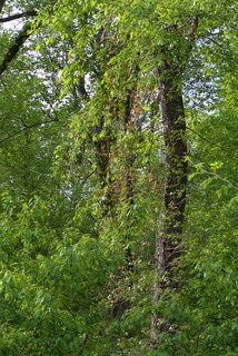 Bignonia capreolata, whole tree or vine - general