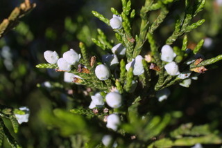 Juniperus virginiana, cone - female - closed