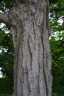 Acer saccharum, bark - of a large tree