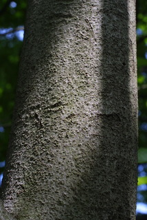 Asimina triloba, bark - of a large tree