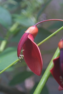 Erythrina crista-galli, inflorescence - lateral view of flower