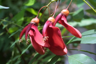 Erythrina crista-galli, inflorescence - whole - unspecified