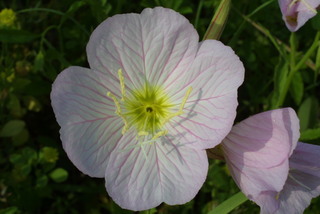Oenothera speciosa, inflorescence - frontal view of flower