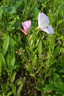 Oenothera speciosa, whole plant - in flower - general view