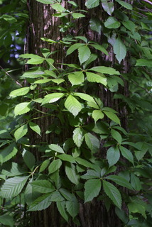 Parthenocissus quinquefolia, whole tree or vine - general