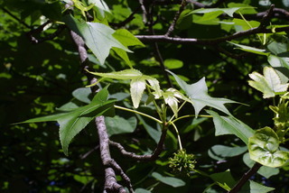 Liquidambar styraciflua, leaf - showing orientation on twig