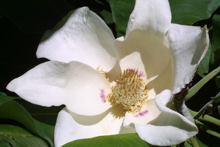 Magnolia macrophylla, inflorescence - frontal view of flower