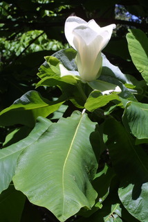 Magnolia macrophylla, inflorescence - lateral view of flower