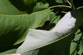 Magnolia macrophylla, leaf - margin of upper + lower surface