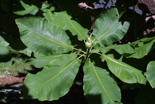 Magnolia macrophylla, leaf - showing orientation on twig