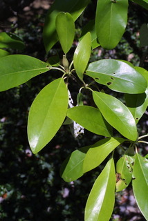 Magnolia macrophylla, leaf - showing orientation on twig