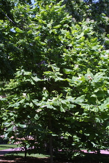 Magnolia macrophylla, whole tree or vine - general
