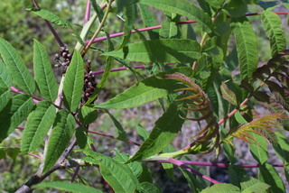 Rhus glabra, leaf - showing orientation on twig