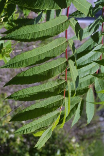 Rhus glabra, leaf - whole upper surface
