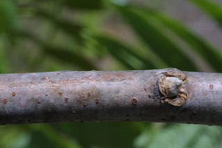 Rhus glabra, twig - close-up winter leaf scar/bud