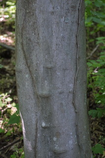 Cladrastis kentukea, bark - of a medium tree or large branch