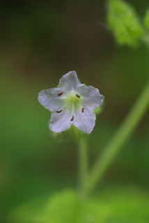 Hydrophyllum virginianum, inflorescence - frontal view of flower