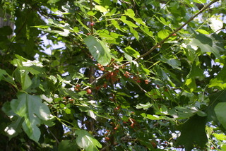 Morus alba, fruit - as borne on the plant
