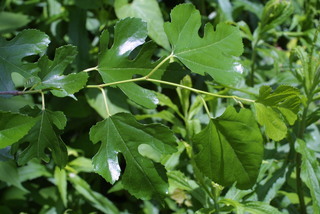 Morus alba, leaf - showing orientation on twig