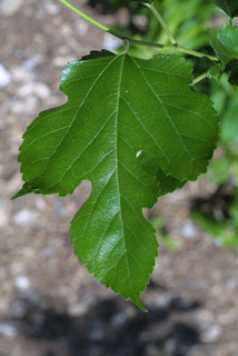 Morus alba, leaf - whole upper surface