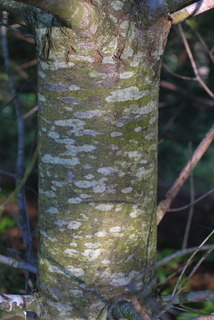 Pinus strobus, bark - of a medium tree or large branch