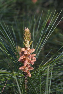 Pinus strobus, cone - male