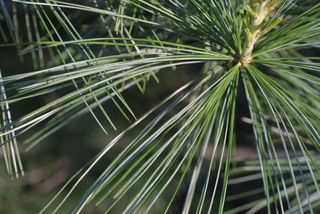 Pinus strobus, leaf - entire needle
