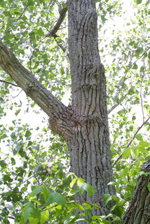 Populus deltoides, bark - of a large tree