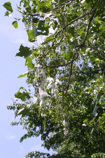 Populus deltoides, fruit - as borne on the plant