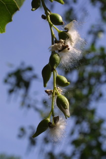 Populus deltoides, fruit - section or open