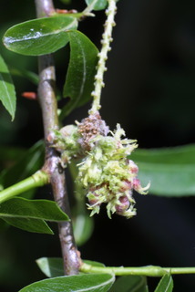 Salix nigra, inflorescence - whole - unspecified