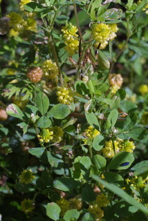 Trifolium campestre, whole plant - in flower - general view