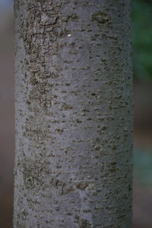 Aesculus pavia, bark - of a medium tree or large branch