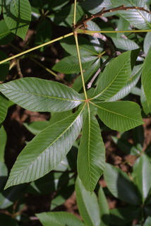 Aesculus pavia, leaf - whole upper surface