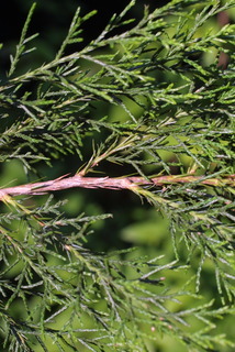 Juniperus virginiana, twig - showing attachment of needles