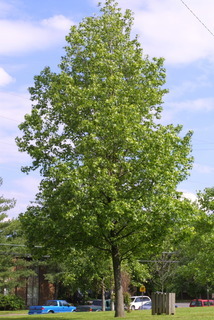 Liquidambar styraciflua, whole tree or vine - general